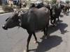 ग्रेटर नोएडा : चोरों ने दीवार तोड़कर गरीब किसान की तीन भैस चुराई