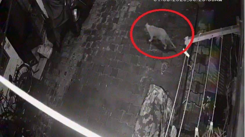 गाजियाबाद के वैशाली में तेंदुआ दिखा, सीसीटीवी VIDEO में दिखा